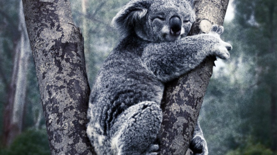A Koala to a tree