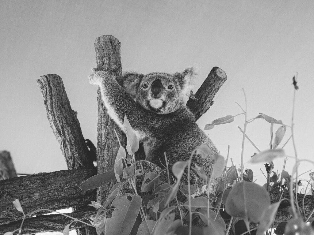 A Koala To A Tree