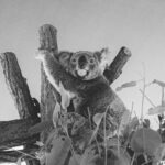 A Koala To A Tree